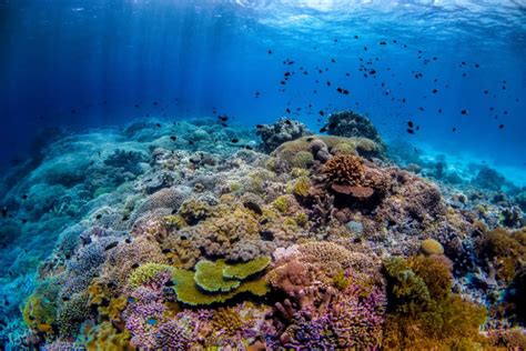tubbataha pronunciation|How to pronounce Tubbataha Reef .